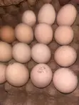 Brahma Fertile Hatching Eggs - 1