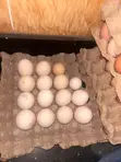 Brahma Fertile Hatching Eggs - 2