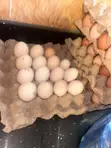 Brahma Fertile Hatching Eggs - 3