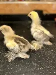 Brahma Fertile Hatching Eggs - 4