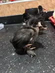 Brahma Fertile Hatching Eggs - 5