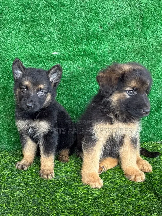 Purebred German Shepherd Puppies - 1-3 Months Old - 1