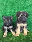 Purebred German Shepherd Puppies - 1-3 Months Old - 2