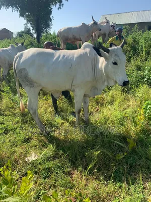 Cows for Sale