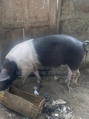 Local Pig - Large Size
