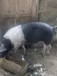 Local Pig - Large Size - 1