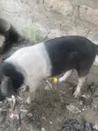 Local Pig - Large Size - 2