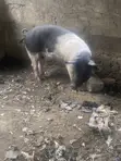 Local Pig - Large Size - 3