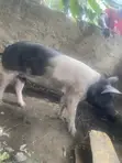 Local Pig - Large Size - 4