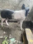 Local Pig - Large Size - 5