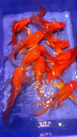 Butterfly Koi Fish (Red)