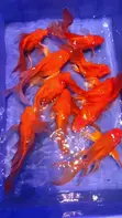 Butterfly Koi Fish (Red) - 1
