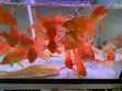 Butterfly Koi Fish (Red) - 2