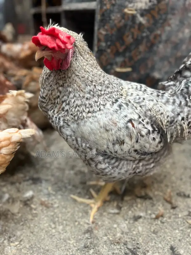 Mature Barred Plymouth Rock & Rhode Island Red-Type Roosters - 1