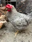 Mature Barred Plymouth Rock & Rhode Island Red-Type Roosters - 1