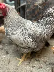 Mature Barred Plymouth Rock & Rhode Island Red-Type Roosters - 2