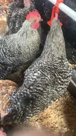 Mature Barred Plymouth Rock & Rhode Island Red-Type Roosters - 3