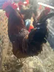Mature Barred Plymouth Rock & Rhode Island Red-Type Roosters - 4