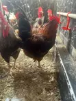Mature Barred Plymouth Rock & Rhode Island Red-Type Roosters - 5
