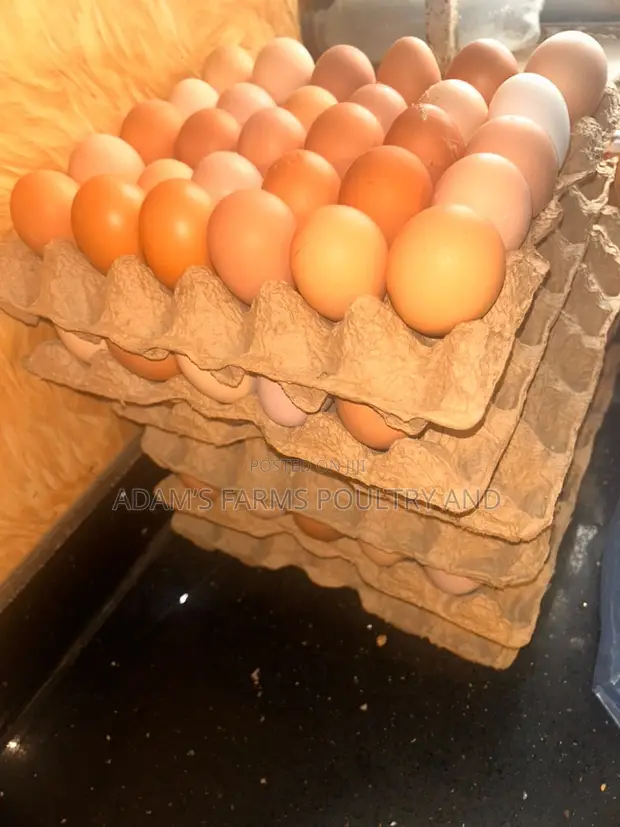 Table Chicken Eggs from Adams Farms - 1