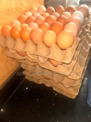 Table Chicken Eggs from Adams Farms