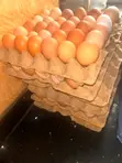 Table Chicken Eggs from Adams Farms - 1
