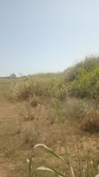 Alpha Estate Land for Sale at Nsawam Otukwadzo - 1