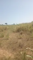 Alpha Estate Land for Sale at Nsawam Otukwadzo - 2