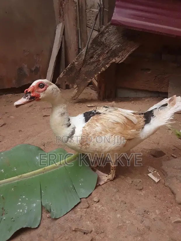 Male Muscovy Duck - 1