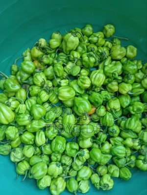 Fresh Habanero Peppers
