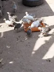 Young Turkeys - 1