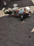 Young Turkeys - 2
