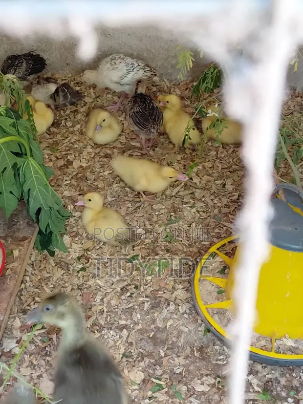French Muscovy Ducklings - 1