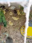 French Muscovy Ducklings - 1