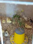 French Muscovy Ducklings - 2