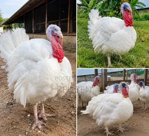 Healthy BBW Turkeys for Sale