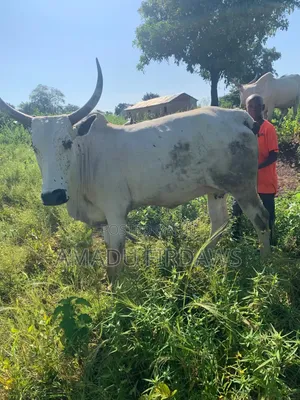 Healthy Cow for Sale