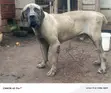 Purebred Boerboel Male, 1+ Year - 1