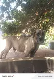 Purebred Boerboel Male, 1+ Year - 2