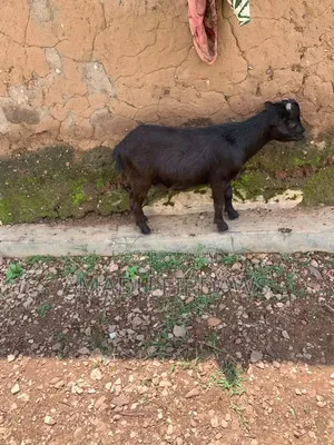 Healthy Goats for Sale