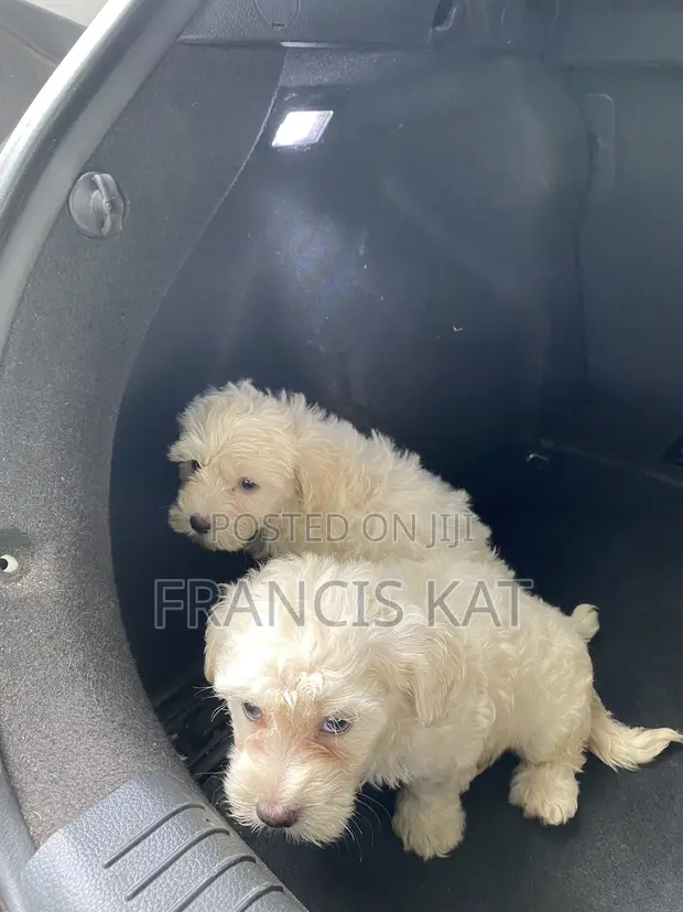 1-3 Month Old Male Purebred Maltipoo Puppy - 1