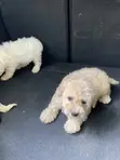 1-3 Month Old Male Purebred Maltipoo Puppy - 2