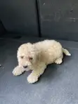 1-3 Month Old Male Purebred Maltipoo Puppy - 3