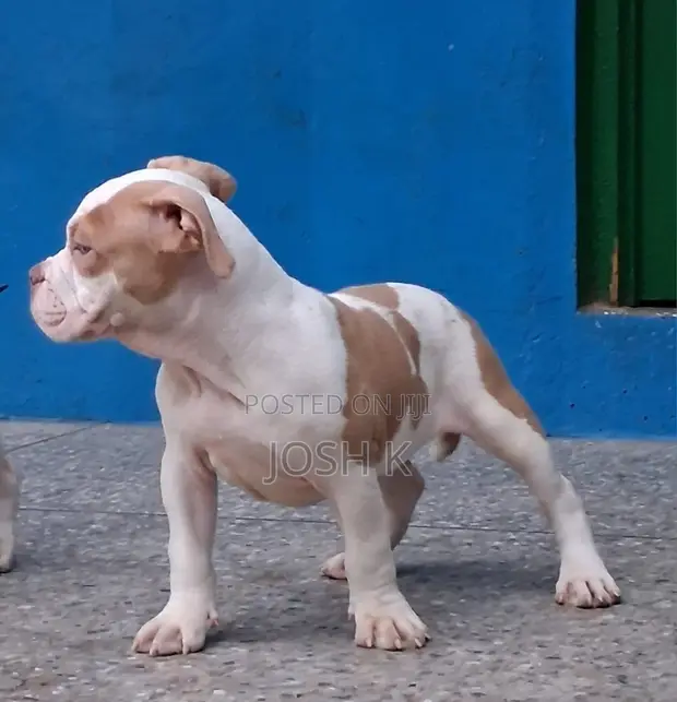 1-3 Month Old Female Purebred American Bully - 1