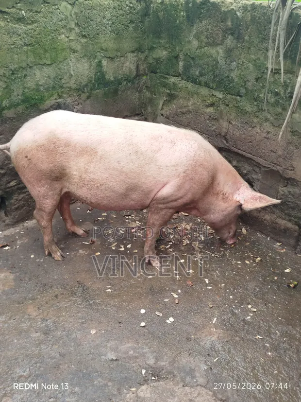 Sow and Piglets for Sale - 1
