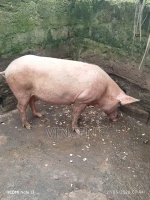 Sow and Piglets for Sale