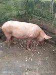 Sow and Piglets for Sale - 1