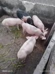 Sow and Piglets for Sale - 2