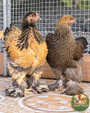 5-Month-Old Brahma Females - Various Colors