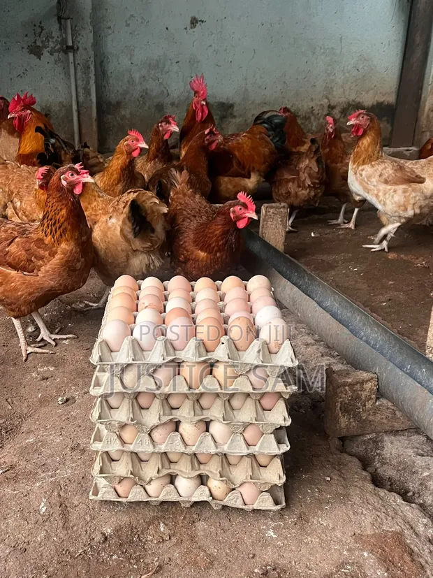 Fertile Sasso Eggs - 1